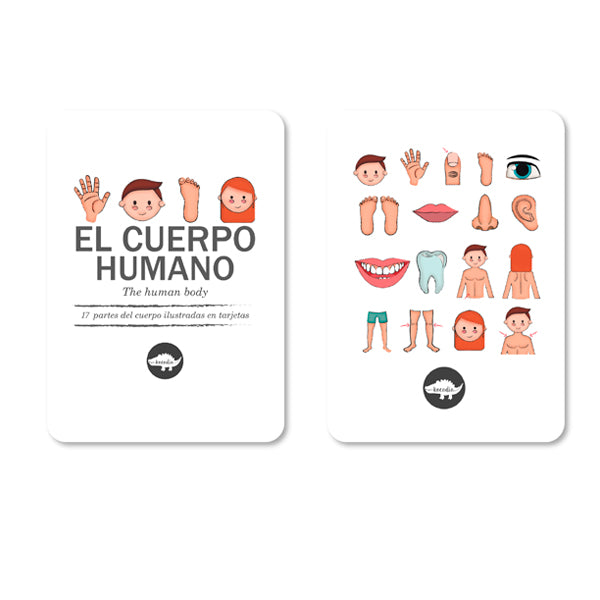 Flash Cards El cuerpo Humano